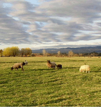 Pastural View of Sheep